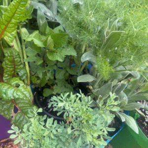 Expanded Starter Set