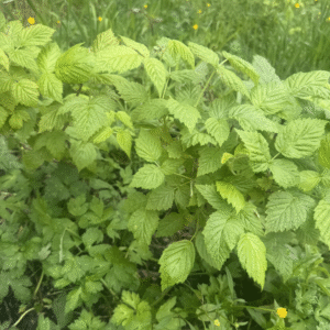 Ever-Bearing Raspberries